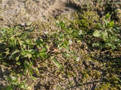 Stellaria aquatica