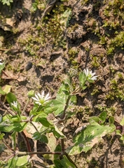 Stellaria aquatica