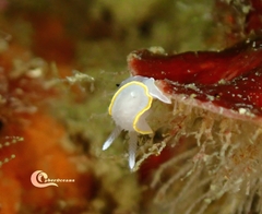 Diaphorodoris alba