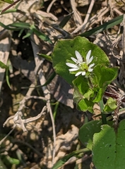 Stellaria aquatica