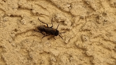 Sciapteryx costalis soror