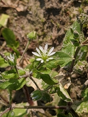 Stellaria aquatica