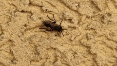 Sciapteryx costalis soror