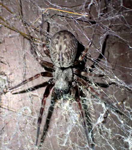Grey House Spider