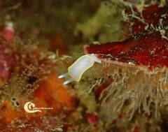 Diaphorodoris alba