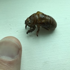 Cryptotympana mandarina