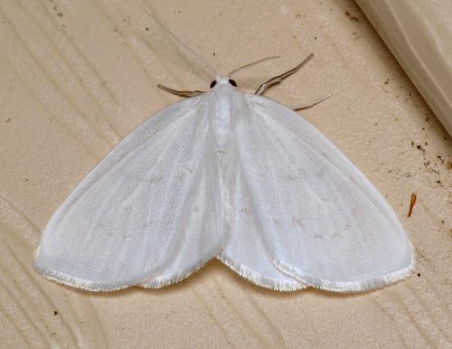 Northern Eudeilinia Moth photo 5