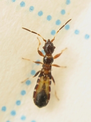 Bogdiana myrmica