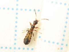 Bogdiana myrmica