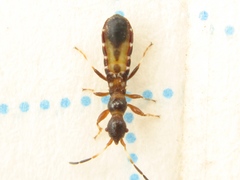 Bogdiana myrmica