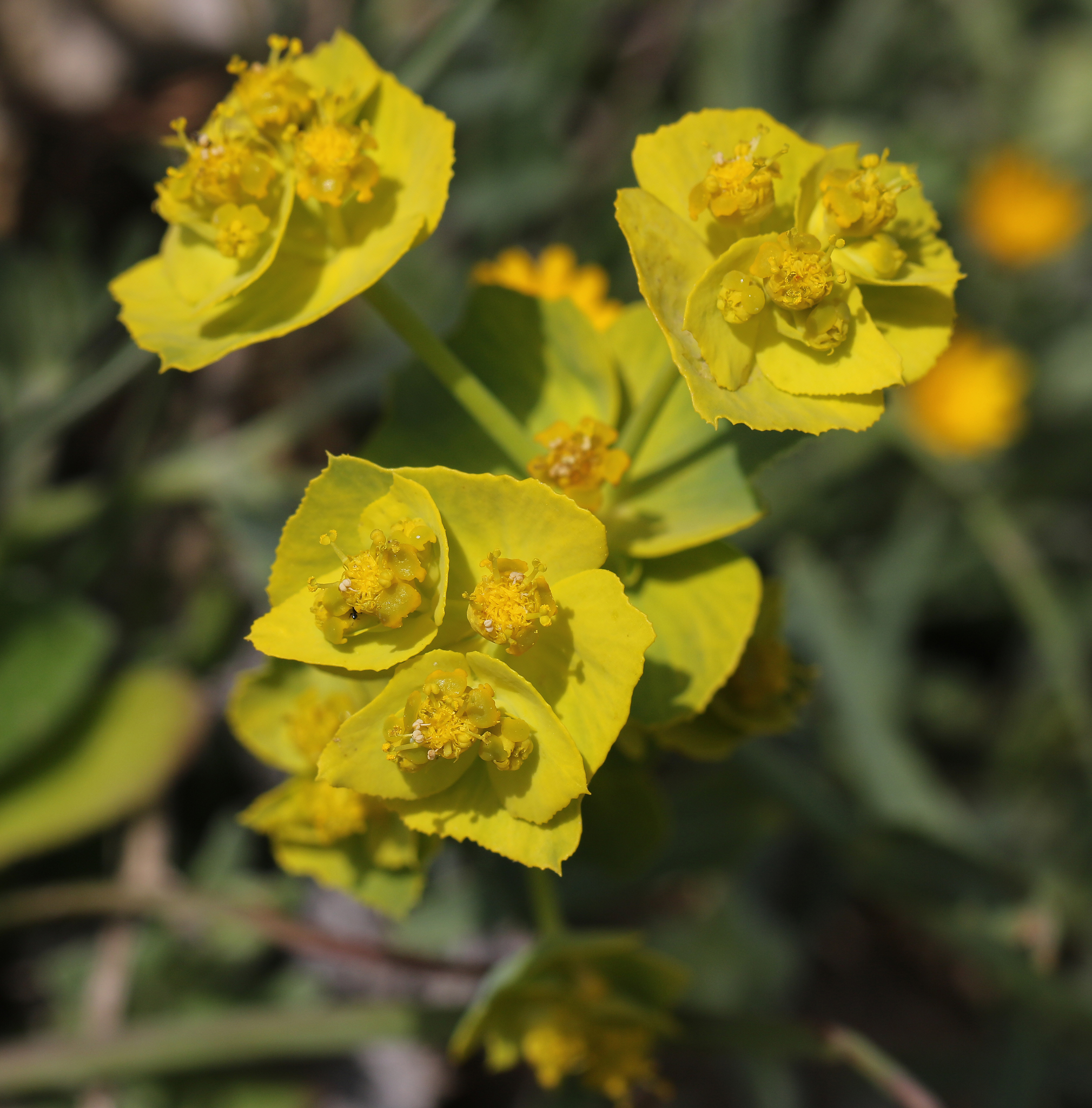 Euphorbia serrata