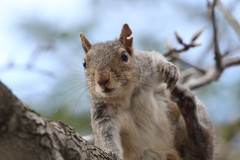 Sciurus carolinensis