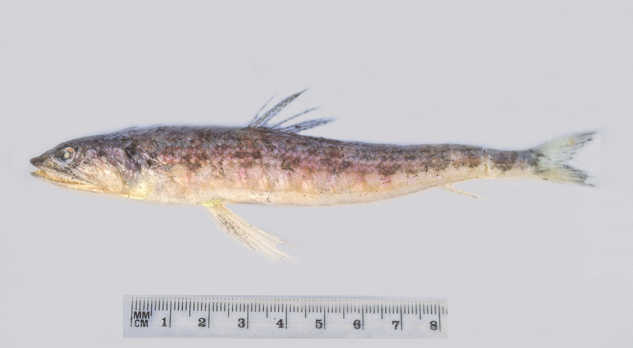 Tectus Lizardfish photo 5
