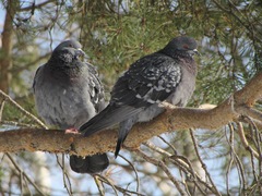 Columba livia domestica