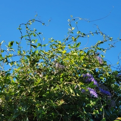 Petrea volubilis