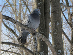 Columba livia domestica