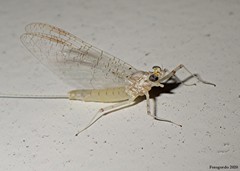 Maccaffertium modestum