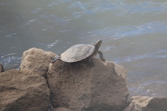 Pseudemys