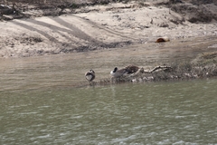 Branta canadensis