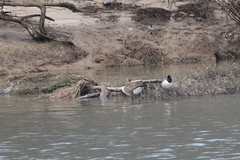 Branta canadensis