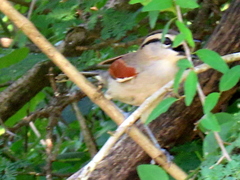 Tchagra australis australis