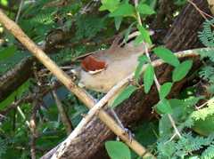 Tchagra australis australis