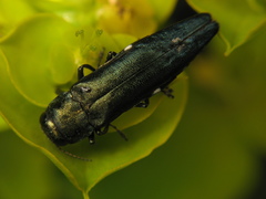 Agrilus biguttatus