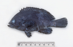 Triso dermopterus
