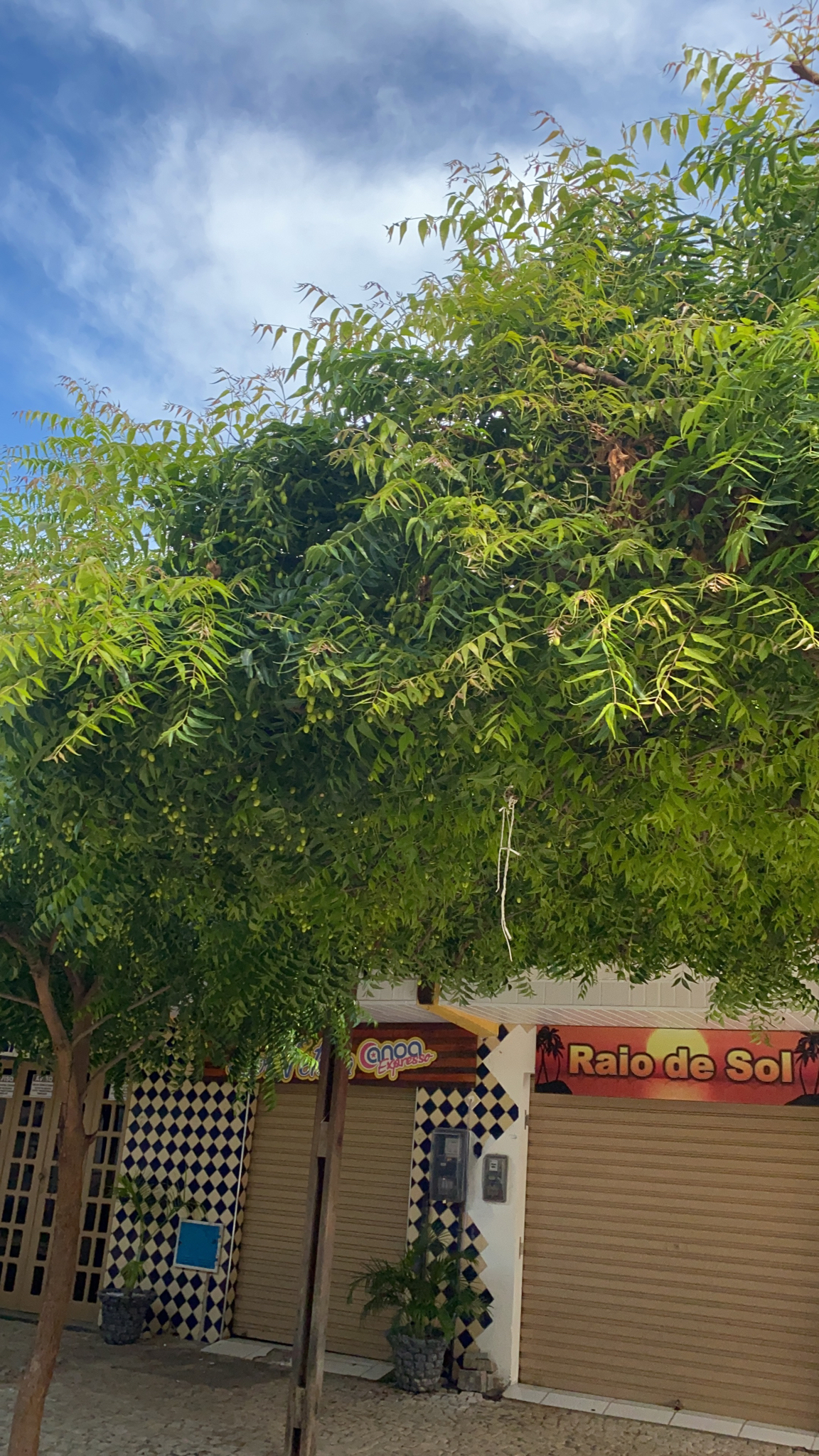 Azadirachta indica