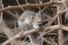 Sciurus carolinensis