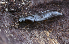 Quedius xanthopus