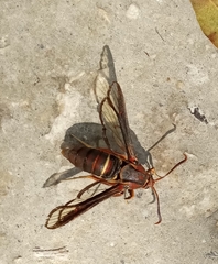 Paranthrene asilipennis