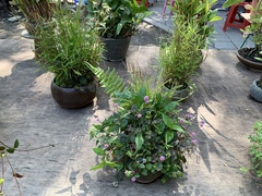 Persicaria capitata