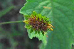 Waltheria operculata