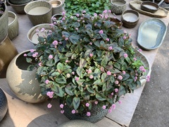 Persicaria capitata
