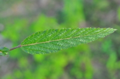 Waltheria operculata