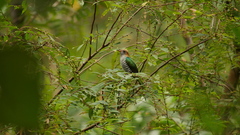 Chrysococcyx maculatus