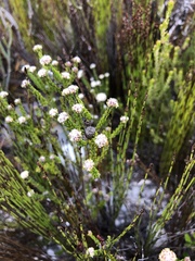 Phylica selaginoides