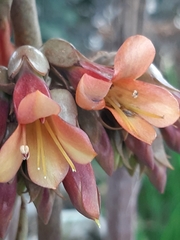 Kalanchoe × houghtonii