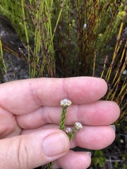 Phylica selaginoides