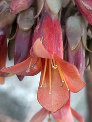 Kalanchoe × houghtonii