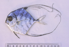 Alectis ciliaris