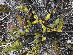 Senecio lycopodioides