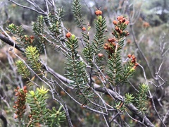 Erica manipuliflora