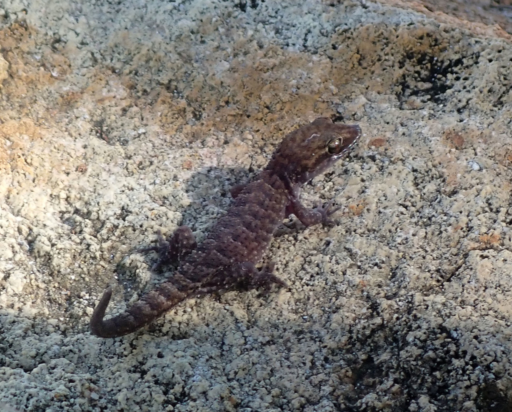 Central Savanna Hook-toed Gecko