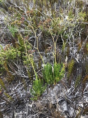 Anginon pumilum