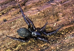 Gnaphosa lucifuga