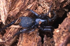 Gnaphosa lucifuga