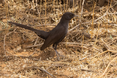 Cercotrichas podobe