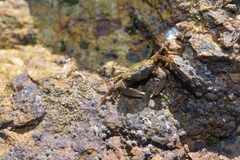 Gaetice depressus